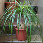 Ponytail Palm