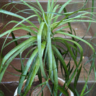 Ponytail Palm