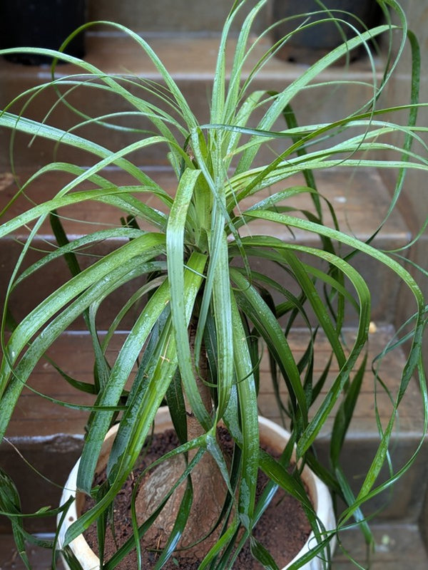 Ponytail Palm
