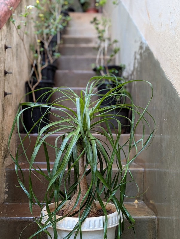 Ponytail Palm