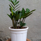 Regular ZZ Plant