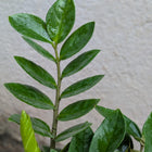 Regular ZZ Plant