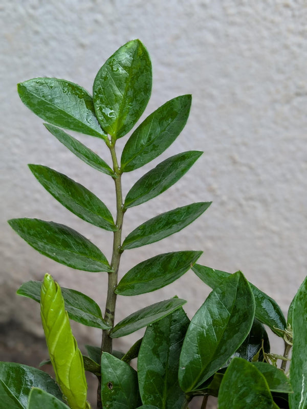 Regular ZZ Plant