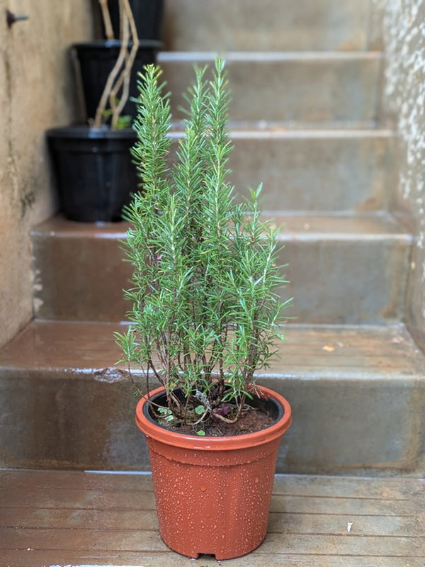 Rosemary Plant