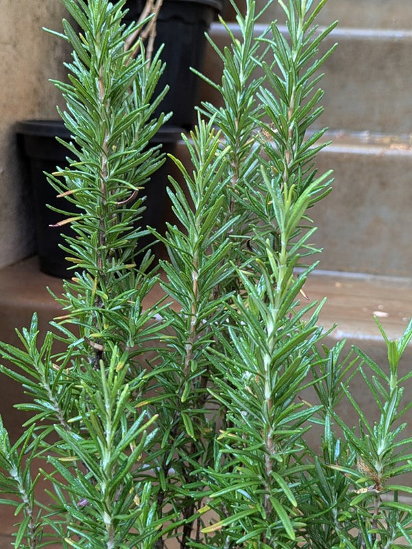 Rosemary Plant