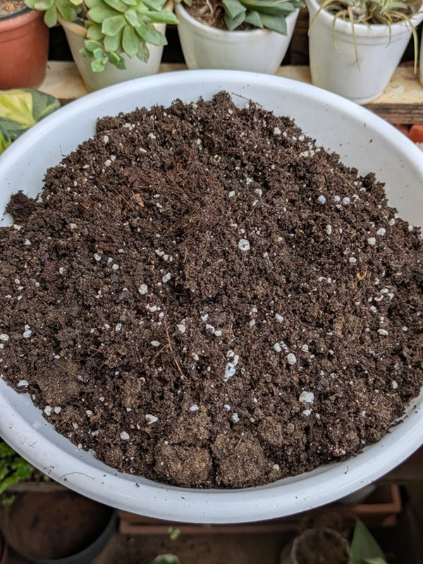 Succulent Mix