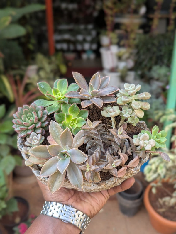 Garden Project