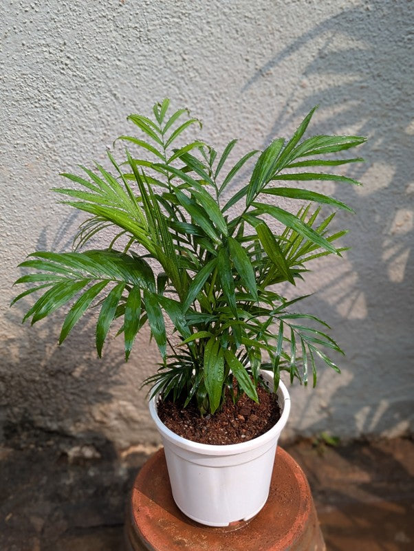 Table Palm
