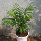Table Palm