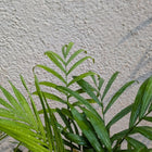 Table Palm