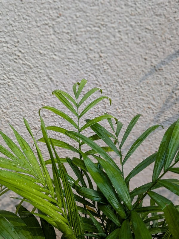 Table Palm