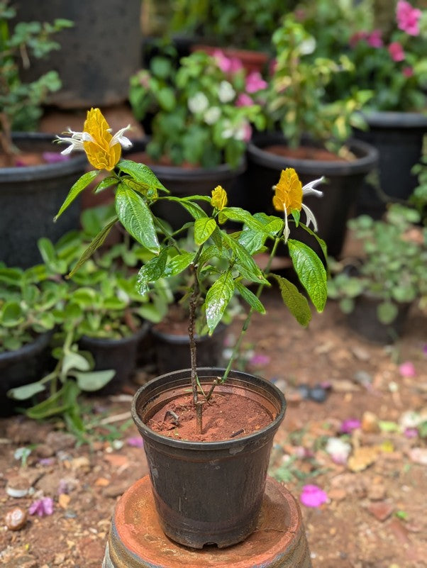 Yellow Lollipop Plant